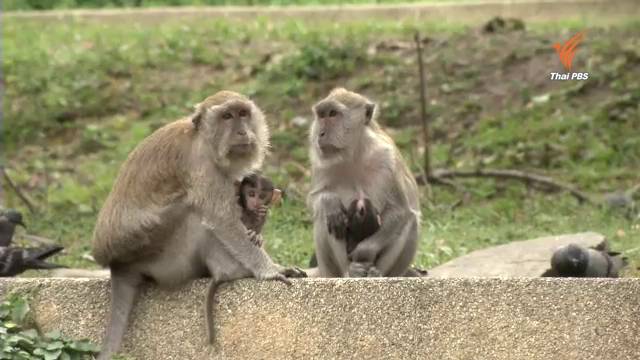จนท.ยิงยาสลบ "ลิง" เขาตังกวน-เขาน้อย จับฉีดวัคซีน ตรวจสุขภาพ ป้องกันโรคระบาด