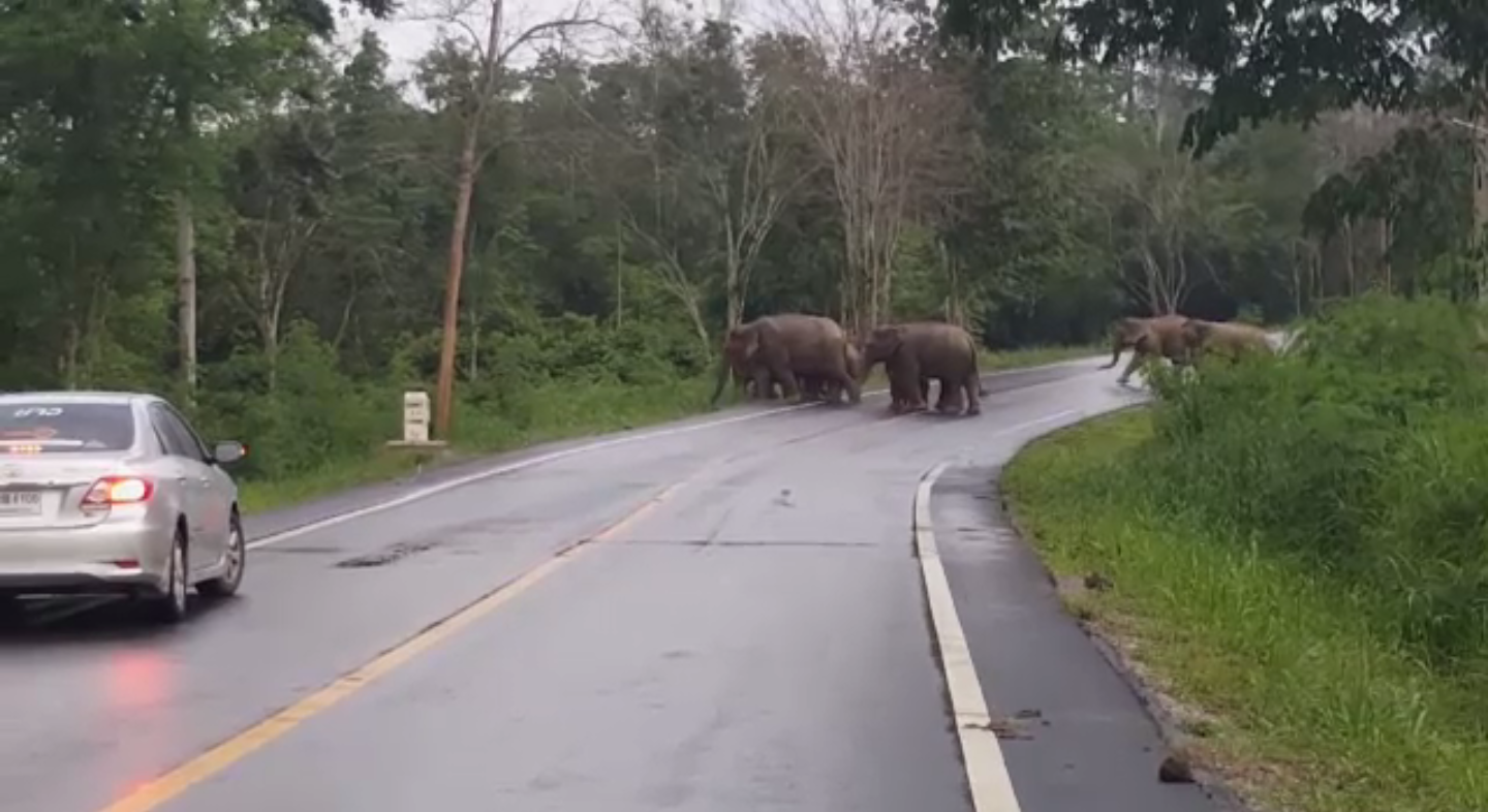 จนท.อุทยานฯ แก่งกระจานเตือนนักท่องเที่ยวระวังช้างป่า จ.ประจวบคีรีขันธ์