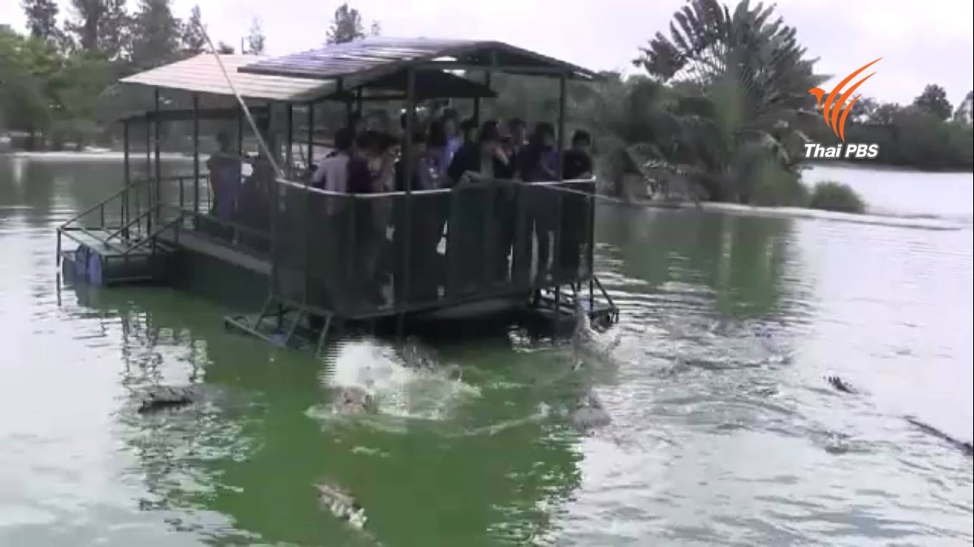 กรมประมงสั่งปิดฟาร์มจระเข้อุทัยรัช 90 วัน เปิดให้อาหารจระเข้เสี่ยงอันตราย