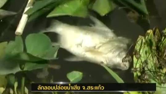 โรงงานน้ำตาล จ.สระแก้ว ลักลอบปล่อยน้ำเสีย