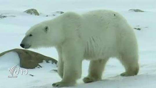 จำนวนประชากรหมีขั้วโลก ลดลงอย่างรวดเร็ว