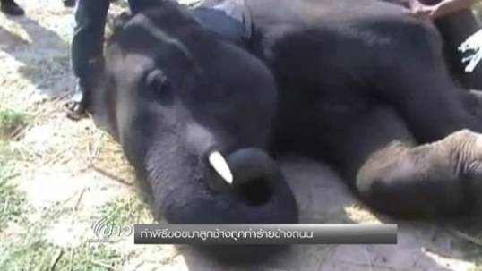 ควาญช้าง จ.สุรินทร์ ทำพิธีขอขมาลูกช้างถูกทำร้ายข้างถนน