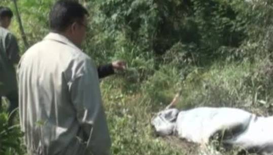จนท.พบกระทิงป่าตายเพิ่มในป่าสงวนแห่งชาติ ป่ากุยบุรี อีก 4 ตัว