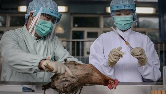 "ฮ่องกง" พบผู้ป่วยไข้หวัดนกสายพันธุ์ H7N9 รายแรกของเกาะ