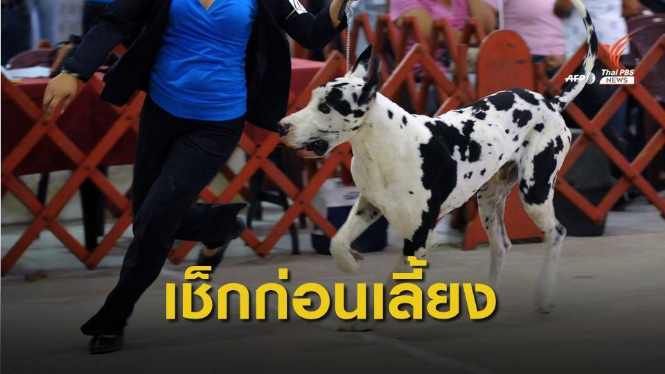 เจาะธุรกิจซื้อ-ขายสุนัขพันธุ์เกรทเดน แนะคนเลี้ยงต้องศึกษาให้ดี