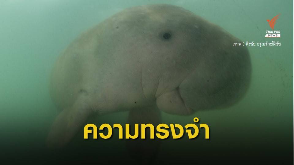 เปิดขั้นตอนสตัฟฟ์ "มาเรียม" พะยูนตัวแรก