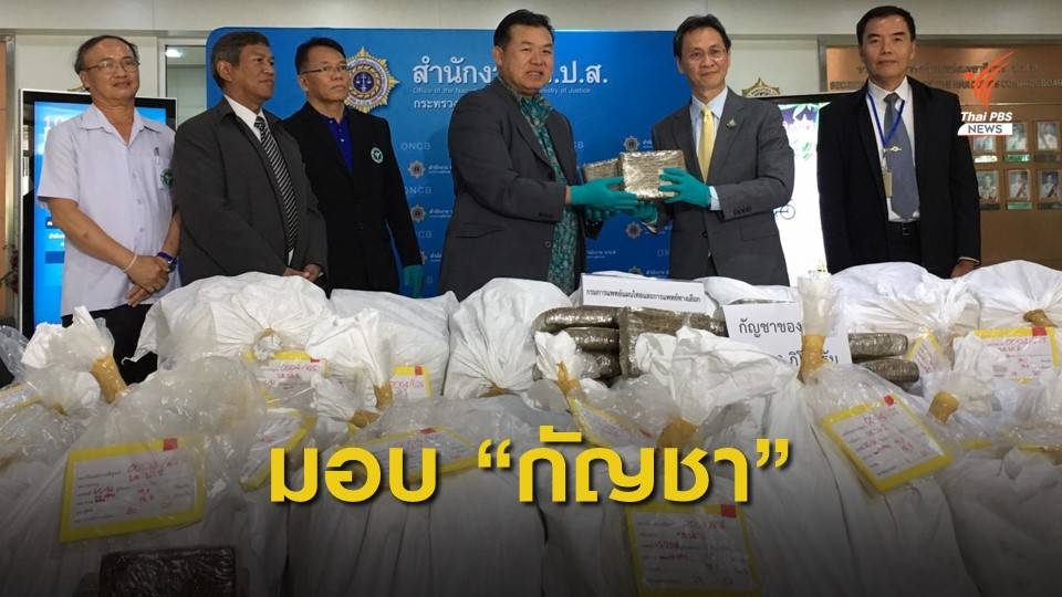 ของกลางกัญชา 1 ตัน ผลิตน้ำมันกัญชาได้กว่า 6.5 แสนขวด