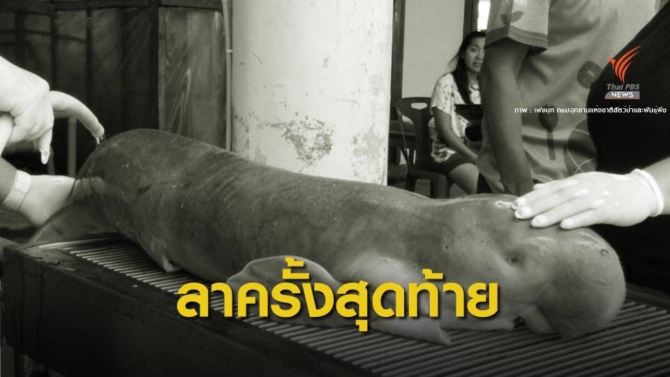 อาบน้ำครั้งสุดท้าย! ส่งซาก "มาเรียม" ถึง อพวช.เตรียมสตัฟฟ์