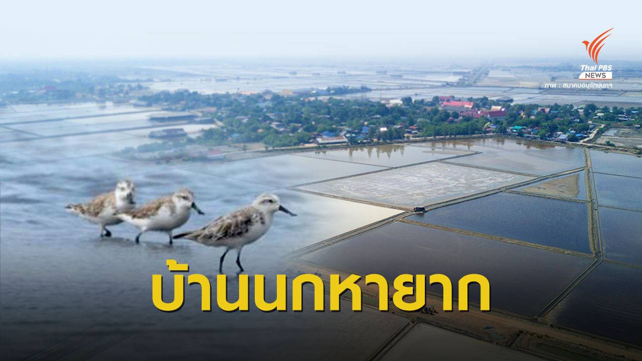 สำเร็จ! ระดมเงินบริจาคซื้อนาเกลือ 49 ไร่บ้าน "นกชายเลนปากช้อน"