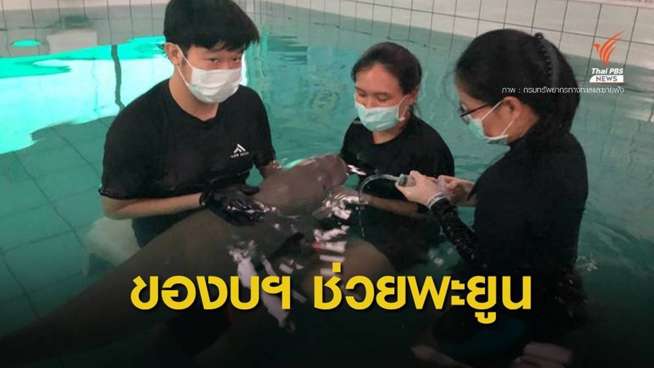 "ธรณ์" เรียกร้องรัฐจัดสรรงบฯ อนุรักษ์สัตว์หายากอย่าง "พะยูน"
