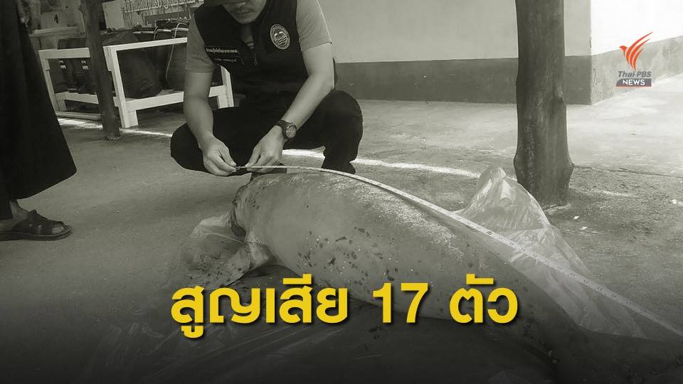 วิกฤต! พะยูนตาย 17 ชีวิต สะท้อนปัญหาทะเลไทย