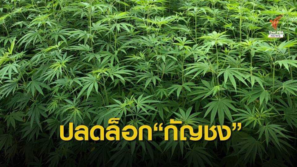 ปลดล็อกให้ใช้สารสกัดจาก "กัญชง" ผลิตยา-ผลิตภัณฑ์สมุนไพร ได้