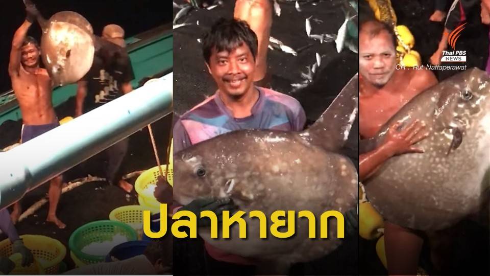 ชื่นชม ! ชาวประมงปล่อย "โมลา โมล่า" ปลาหายาก ติดอวนคืนทะเล
