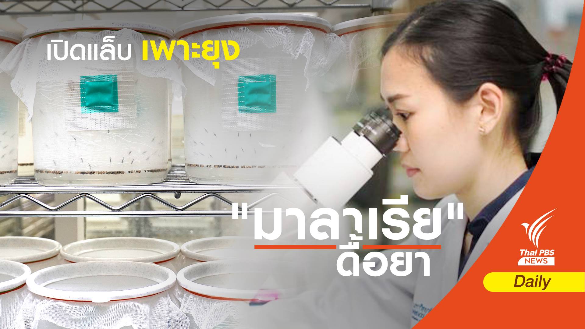 เปิดห้องแล็บเพาะ “ยุงติดเชื้อ” มาลาเรียไวแว็กซ์ ต่อยอดวัคซีนต้าน