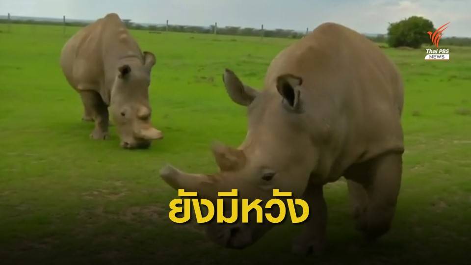 นักวิทยาศาสตร์ผสมเทียมแรดขาวเหนือสำเร็จ