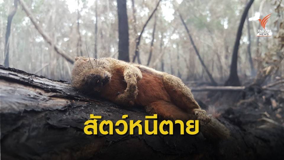สัตว์หนีตายไฟไหม้ป่าพรุ