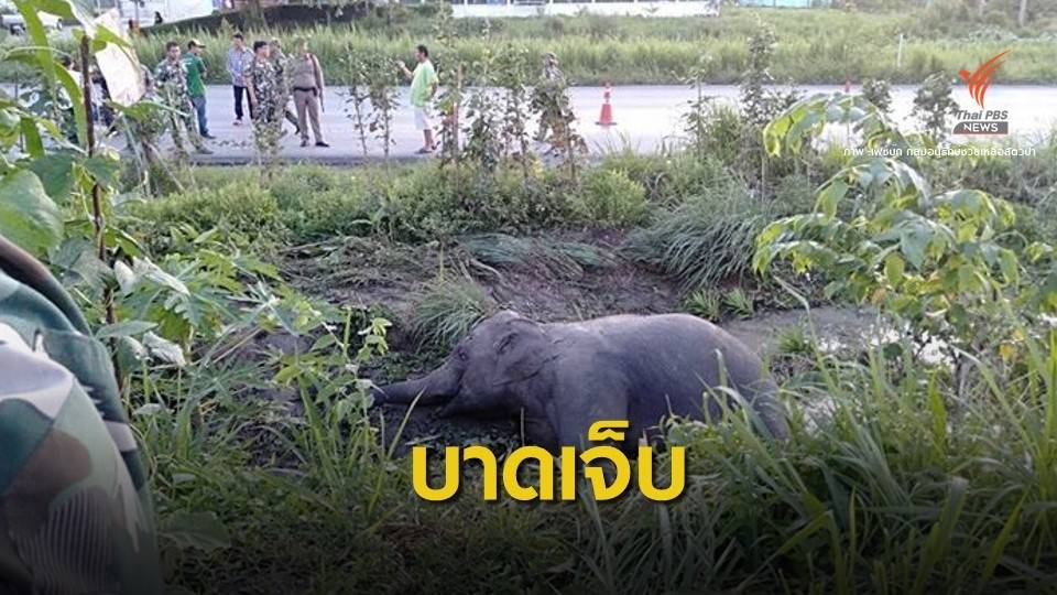 เร่งช่วย "แมงภู่" ช้างป่าเขาอ่างฤาไน ถูกรถชนบาดเจ็บหนัก