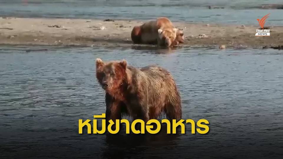 หมีในรัสเซียมีนิสัยดุร้ายเพราะขาดแคลนอาหาร