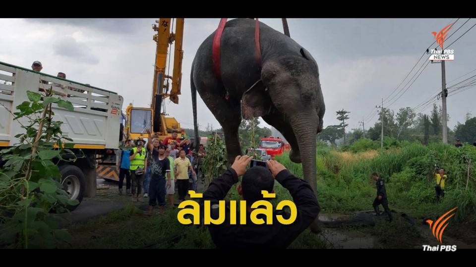 ช้างป่าถูกรถ 18 ล้อชนล้มแล้ว