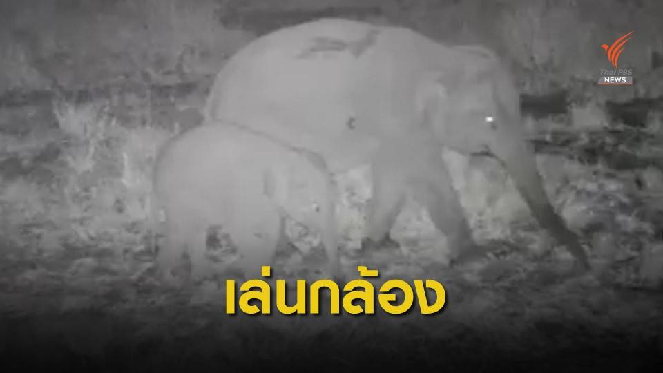 หาดูยาก! แม่ช้างป่าเดินคลอเคลียลูกน้อยไม่ยอมห่าง