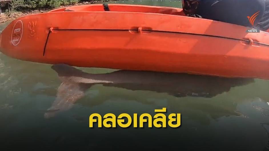 "มาเรียม-ยามีล" ลูกพะยูนขี้อ้อนพัฒนาการดี-สุขภาพแข็งแรง