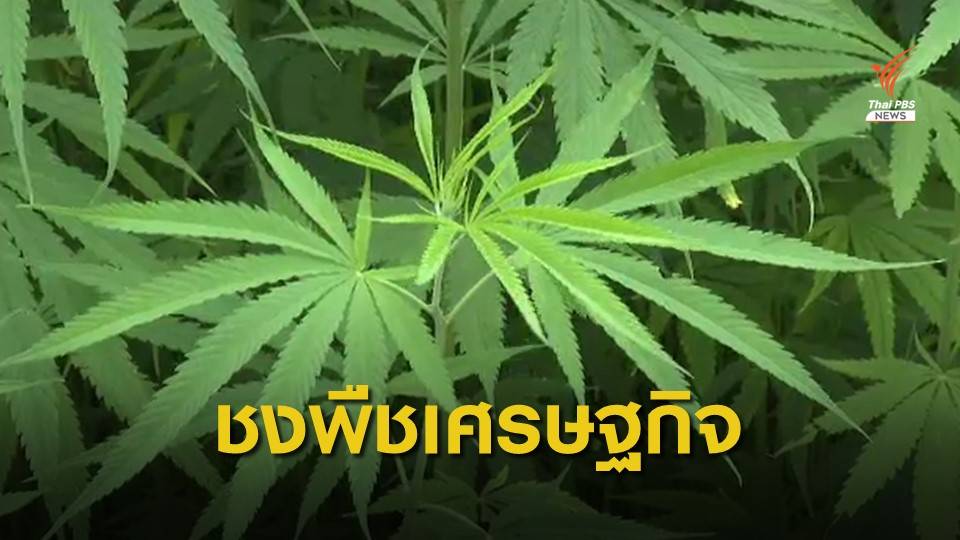 จ่อผลักดัน "กัญชง" สู่ตลาดการบริโภค