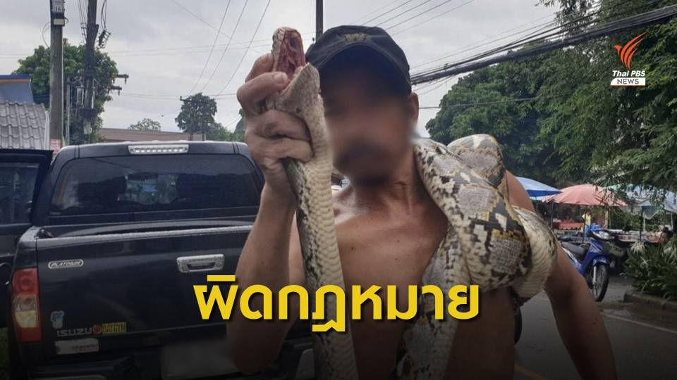 กรมอุทยานฯ จ่อเอาผิดชายโชว์งูเหลือมกลางตลาด จ.เชียงใหม่