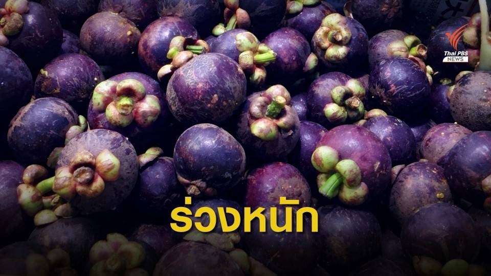 ราคามังคุด "ดิ่งหนัก" หลังจีนเข้มส่งออก