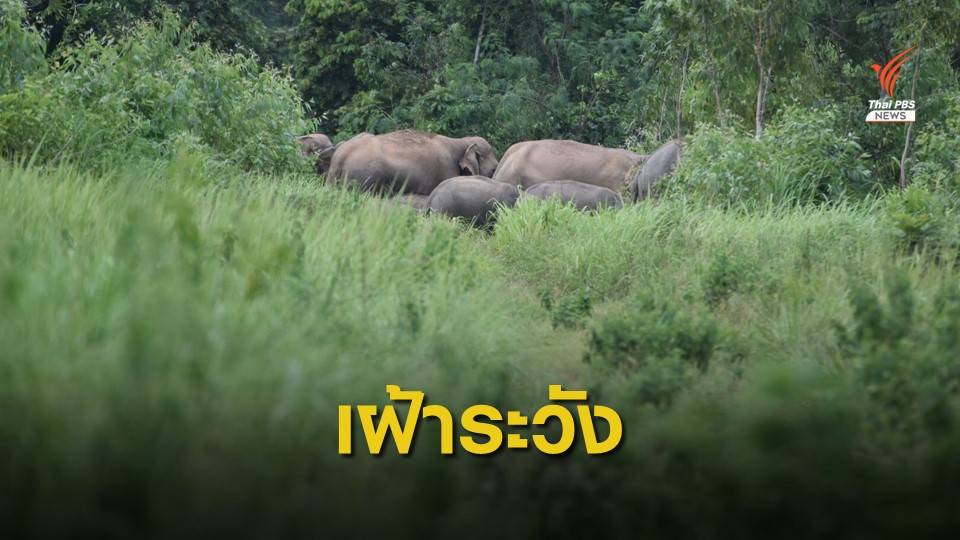 เฝ้าระวังช้างป่าอ่างฤๅไน บุกรุกพื้นที่ชาวบ้าน จ.ฉะเชิงเทรา