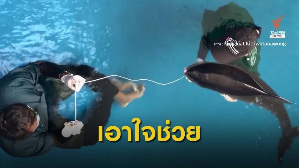 ดูแลใกล้ชิด "ลูกวาฬหัวทุยแคระ" กำพร้าแม่