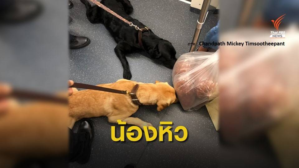 รู้จัก "โรโบ่-เบน" สุนัข K-9 แอบดมหมูฝอย หลังภารกิจตรวจระเบิด