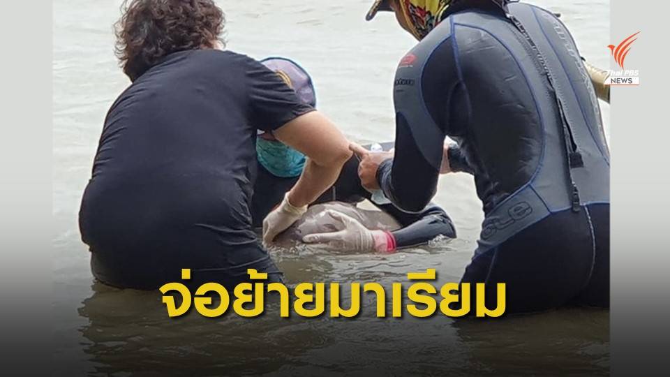 แผนย้าย “มาเรียม” ส่งทางรถ-เฮลิคอปเตอร์