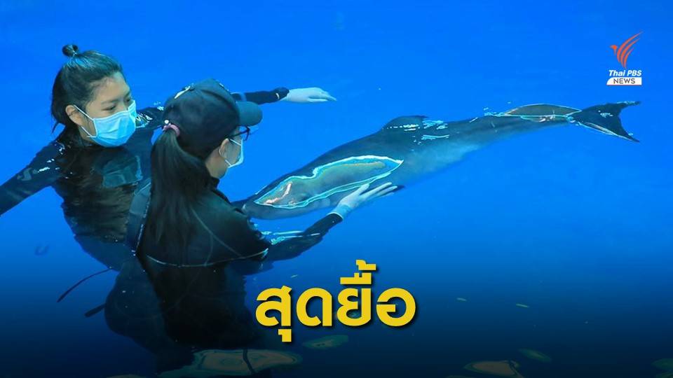 "โฮป" ลูกวาฬหัวทุยแคระ ช็อก-ติดเชื้อตาย