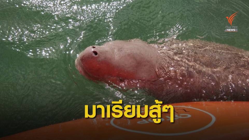 บันทึกรัก พลังโซเชียลถึง “มาเรียม” พะยูนน้อย