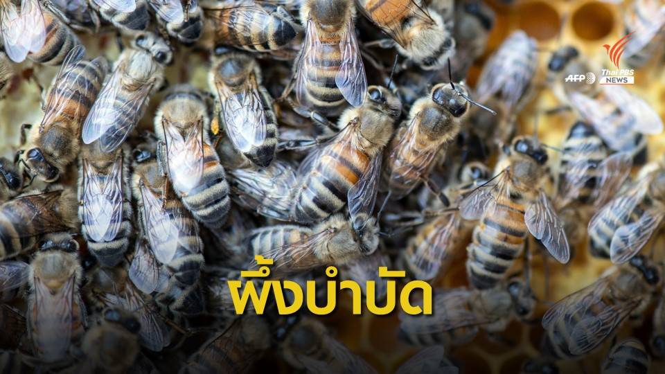 ผึ้งบำบัดอาการปวดในลิทัวเนีย