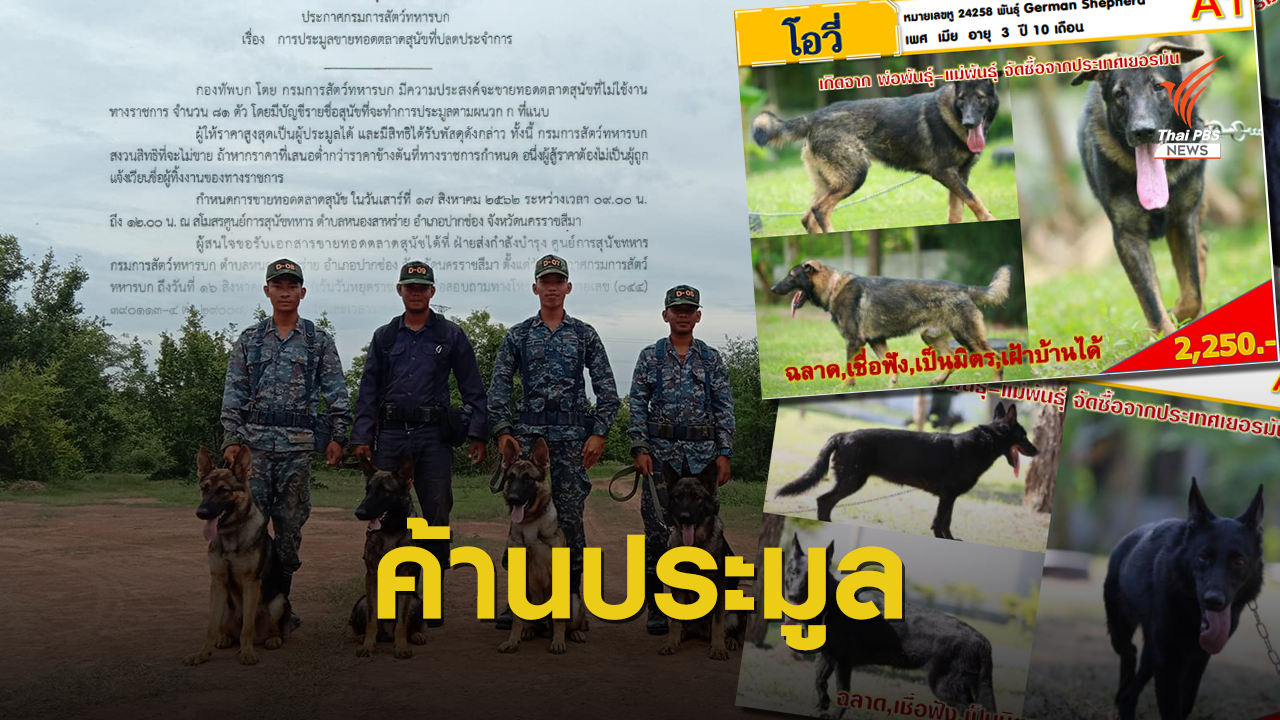 ค้านประมูล "สุนัขทหาร" ปลดประจำการ 81 ตัว