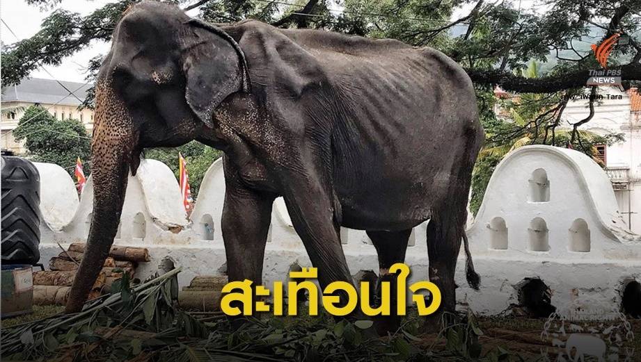 เปิดภาพช้างในวัฒนธรรมท่องเที่ยวศรีลังกา "สภาพผอมโซ"