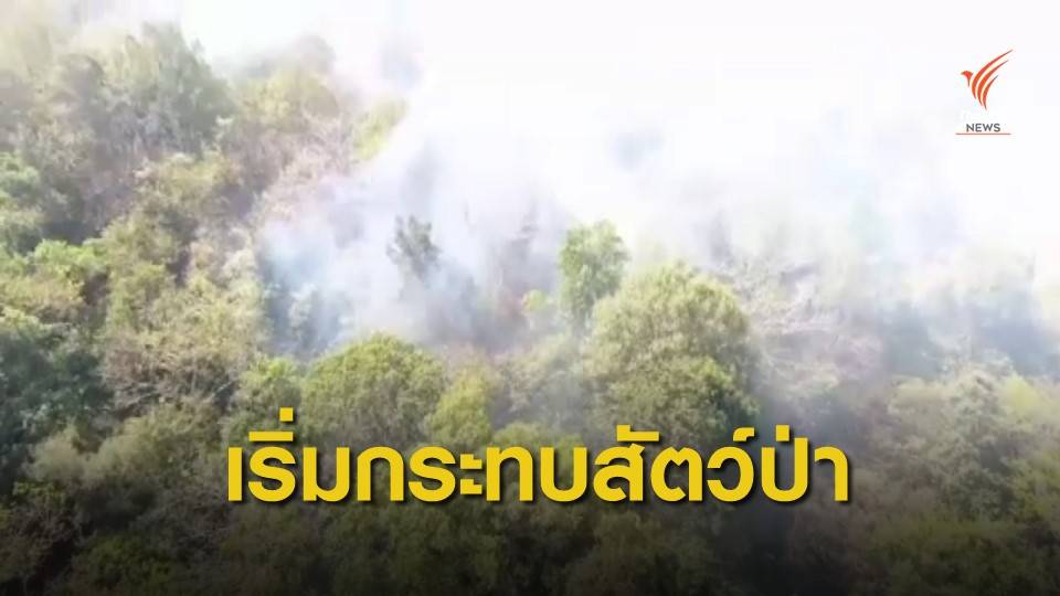 อุทยานฯ เฝ้าระวังไฟป่าเขาใหญ่ หวั่นกระทบสัตว์ป่า