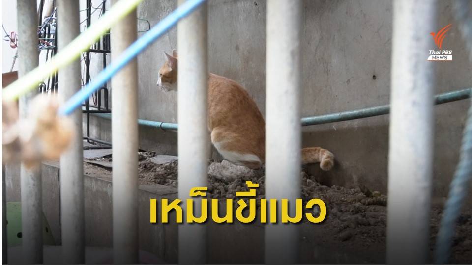 เพื่อนบ้านเลี้ยงแมวกว่า 40 ตัว ต้องทนกลิ่นหม็นนานกว่า 5 ปี