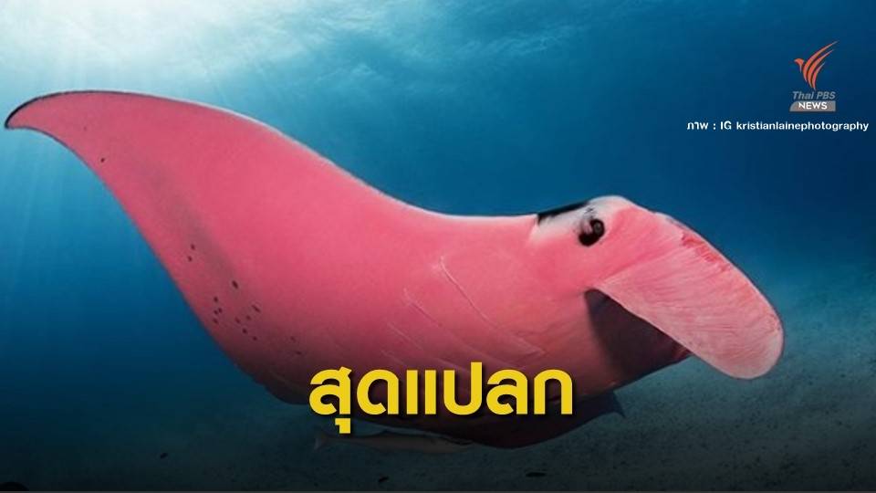 ไขคำตอบ! "กระเบนสีชมพู" เกิดจากการกลายพันธุ์ของยีน