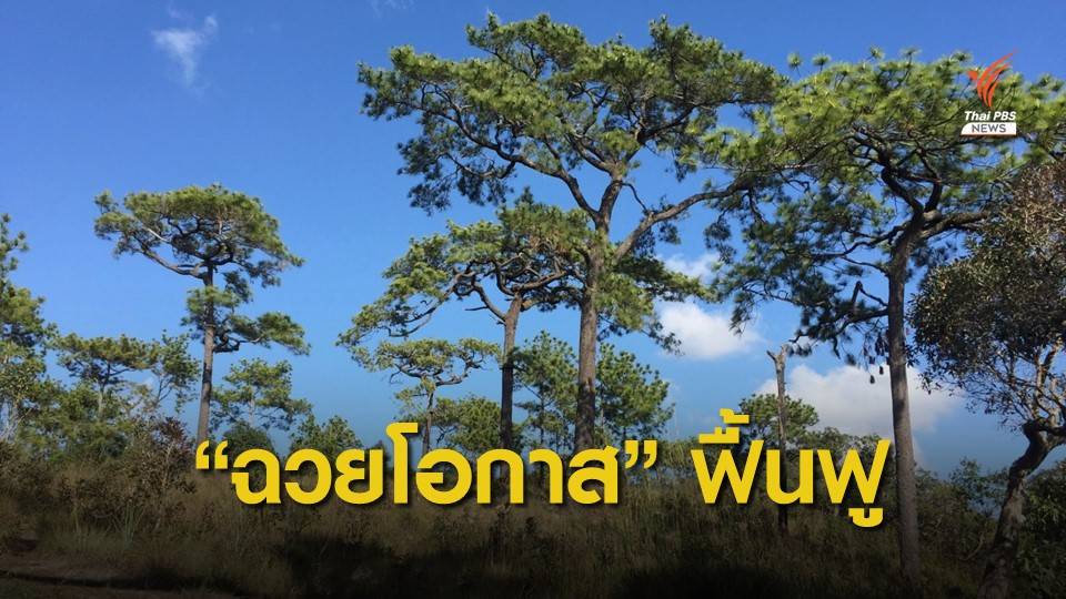"ศศิน" ทวงคืนป่าสนธรรมชาติฟื้นฟูนิเวศภูกระดึง