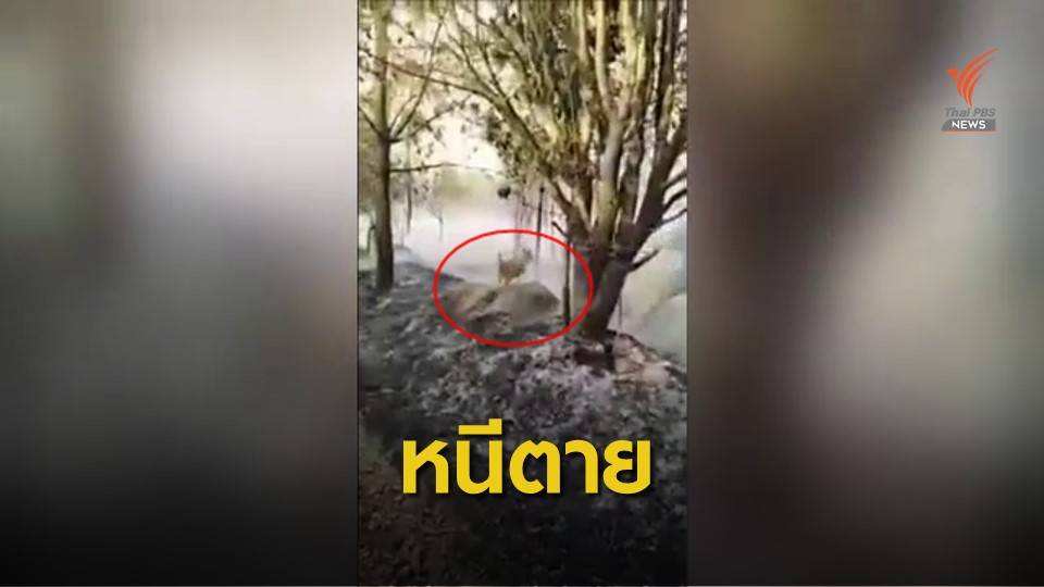 นาทีช่วย "กวางป่า" หนีไฟภูกระดึง -ประสาน ฮ.ทหาร ขนอุปกรณ์