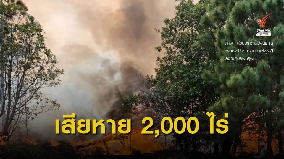 ไฟไหม้ป่าภูกระดึง ต้นสนอายุกว่า 100 ปี เสียหายหนัก