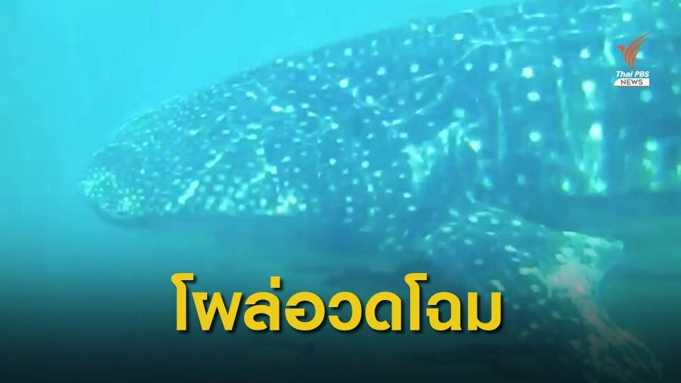 ฉลามวาฬยักษ์ใหญ่ใจดีแห่งท้องทะเล ว่ายอวดโฉมข้างเรือที่เกาะลันตา