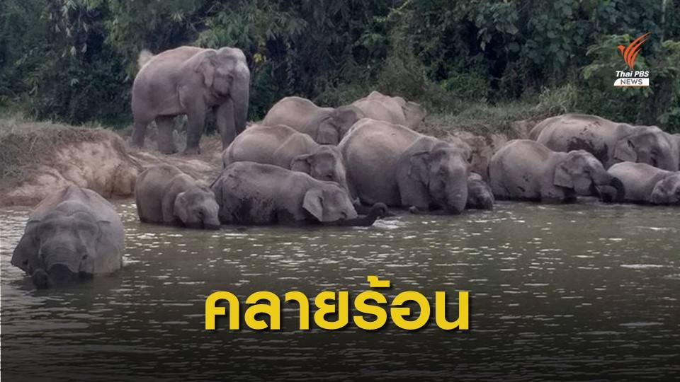 ช้างป่าแก่งกระจาน​ 44​ ตัว​ ลงเล่นน้ำคลายร้อน