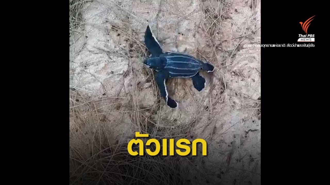 ฟักแล้ว! "ลูกเต่ามะเฟือง" โผล่จากหลุมไข่หาดท้ายเหมือง