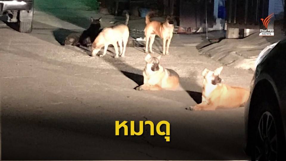 หมาจรจัด 7 ตัวไล่กัดคนในชุมชน ซอยแบริ่ง 31/1