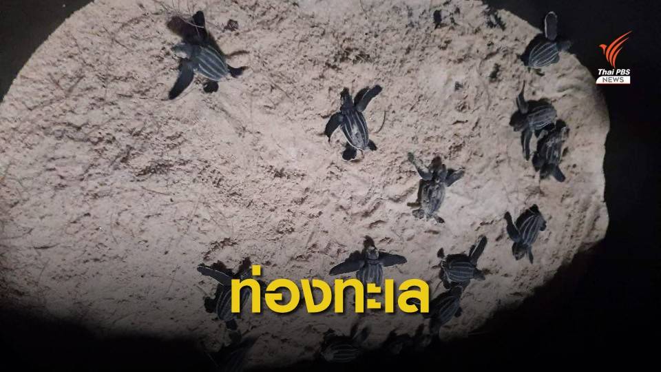 ฟักแล้ว 30 ตัว "ลูกเต่ามะเฟือง" หาดท้ายเหมือง