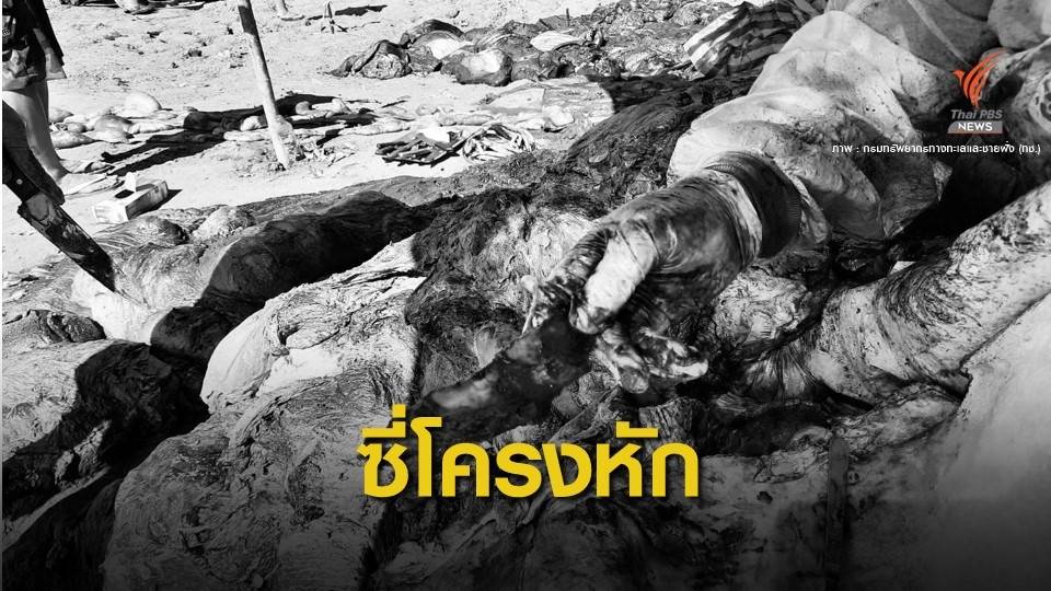 "บอบช้ำที่หัว-กระดูกหัก" เร่งพิสูจน์อัตลักษณ์แม่วาฬบรูด้าตาย
