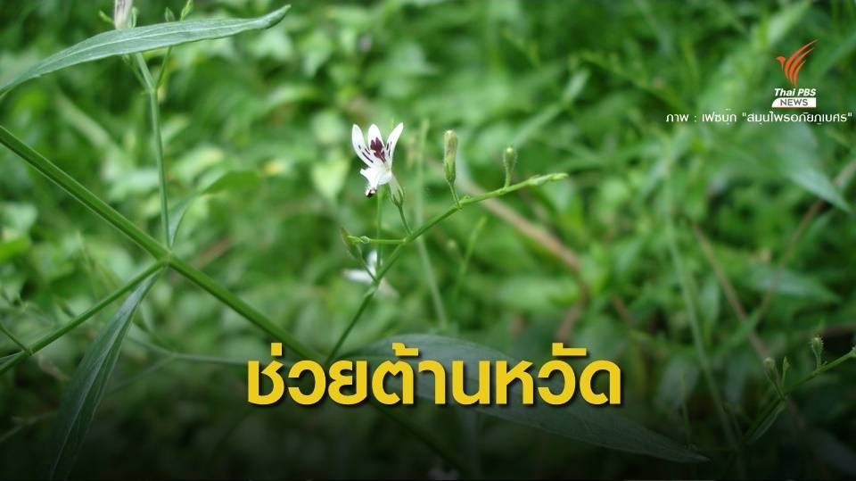 "อภัยภูเบศร" ยันฟ้าทะลายโจรไม่ได้ฆ่าเชื้อไวรัสโคโรนา